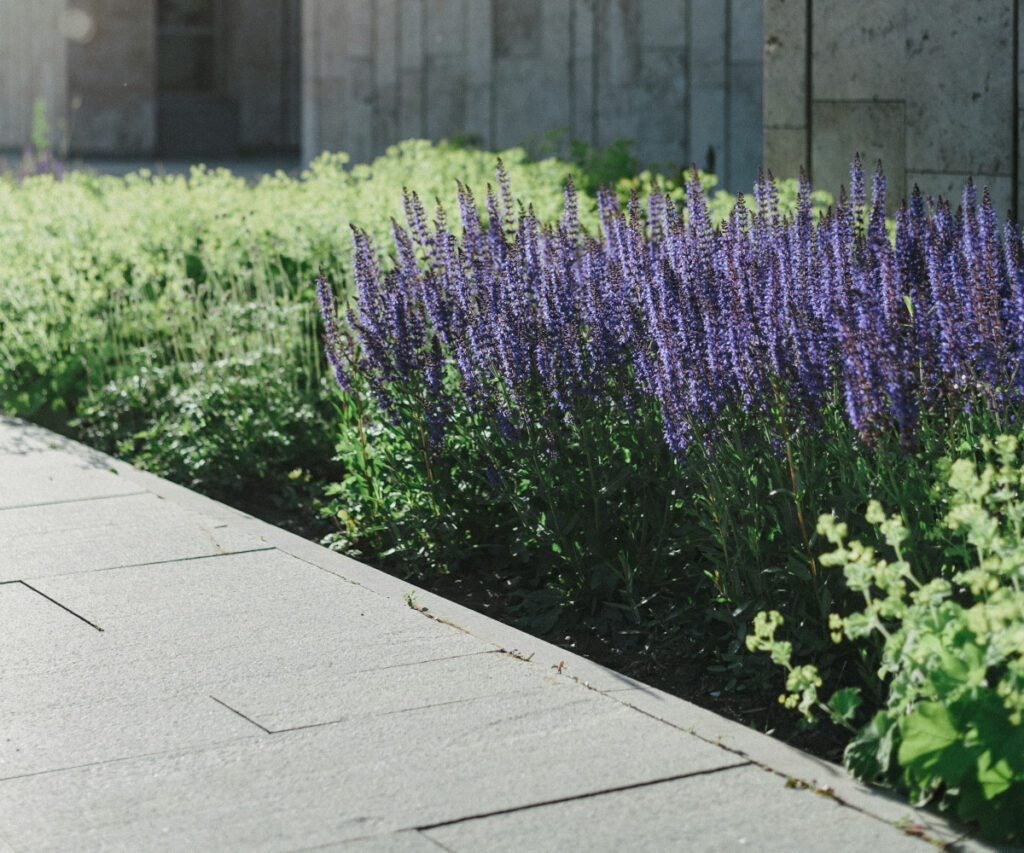 Staudenbeet vor einer Hauswand aus Beton