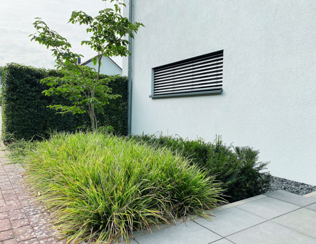 MIttelgroßer Baum vor einer Hauswand mit genügend Abstand zur Fassade